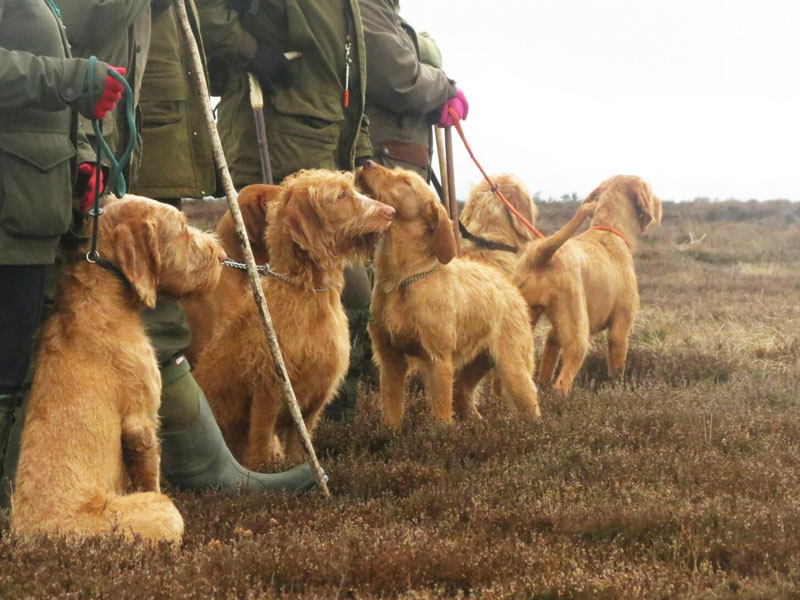 Vizla Dogs